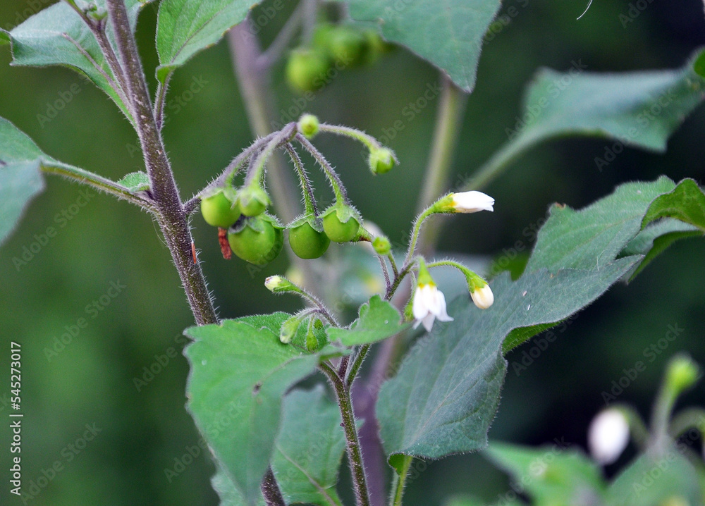 In nature grows nightshade (Solanum nigrum) In nature grows nightshade (Solanum nigrum)