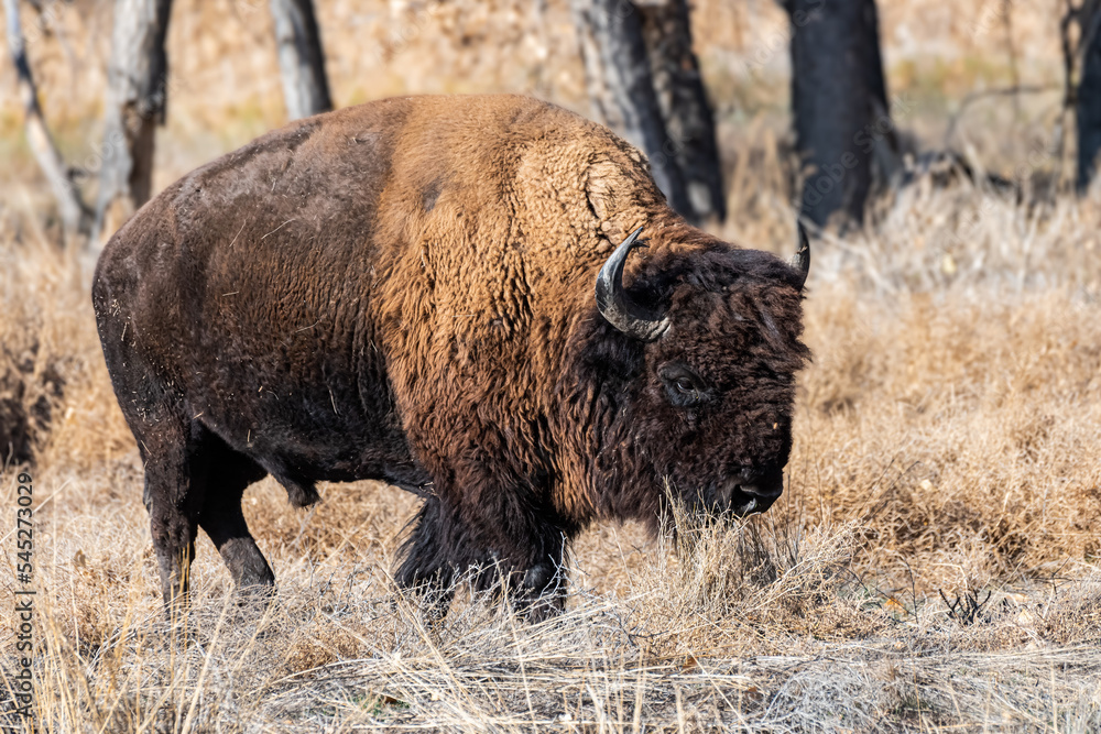 Wild American Bison on the high plains of Colorado. Mammals of North America. Wild American Bison on the high plains of Colorado. Mammals of North America.