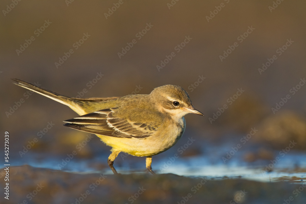 Small bird Yellow Wagtail sitting on tree male Motacilla flava Small bird Yellow Wagtail sitting on tree male Motacilla flava