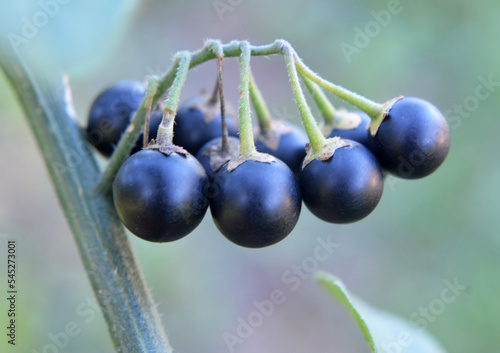 Foto In nature grows nightshade (Solanum nigrum)