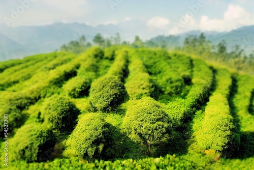 Aerial view of ecological tea garden