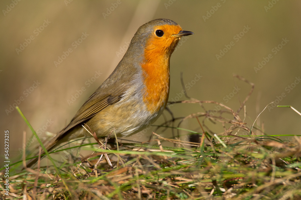 Fototapeta premium Bird - Robin redbreast Erithacus rubecula small insectivorous passerine bird Garden bird 