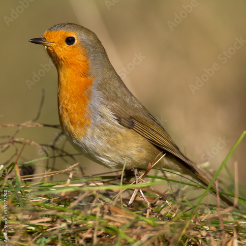 Bird - Robin redbreast Erithacus rubecula small insectivorous passerine bird Garden bird 