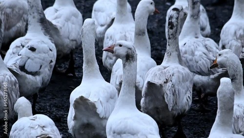 white geese in the mud walk through the clearing on an autumn day after rain