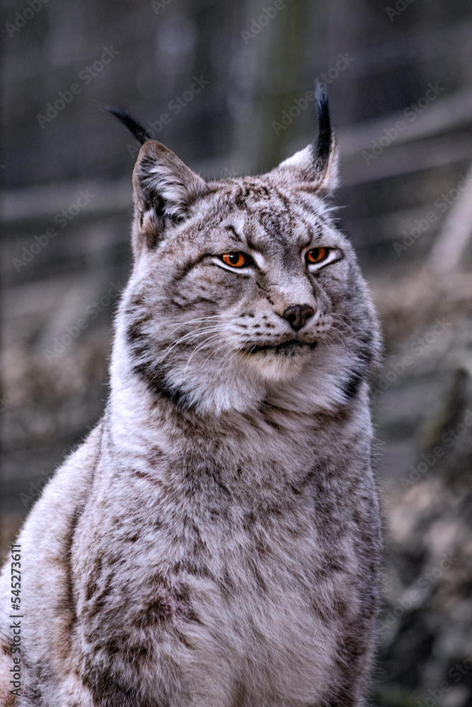 Obraz premium Der Luchs im Portrait