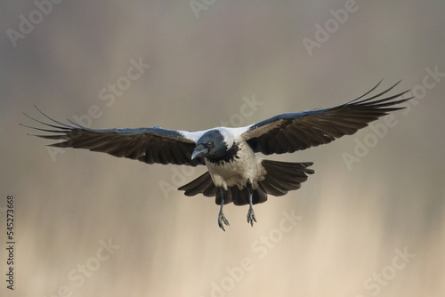 Bird - Hooded crow Corvus cornix in amazing warm background Poland Europe © Marcin Perkowski