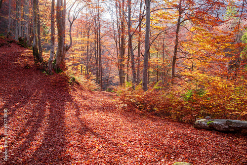 Yellow-chequered autumn beech forest.