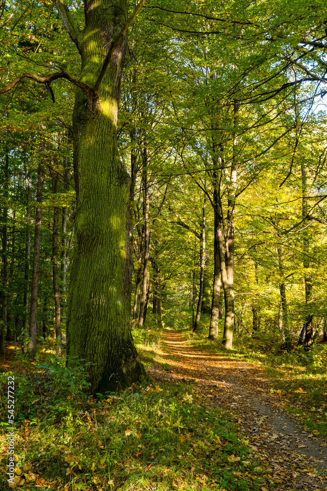 An old oak in the autumn forest. An old oak in the autumn forest.