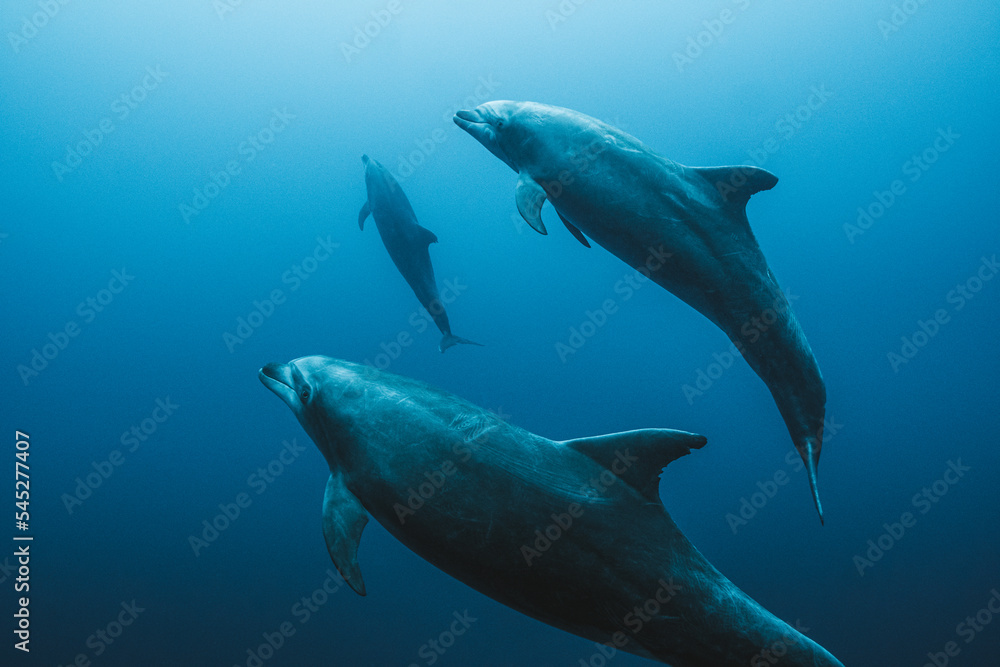Fototapeta premium Dolphins playing together