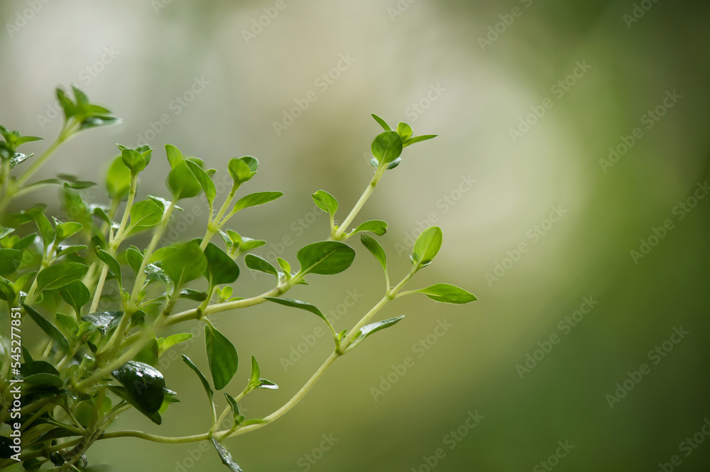 Thyme branch green leaves on nature background.