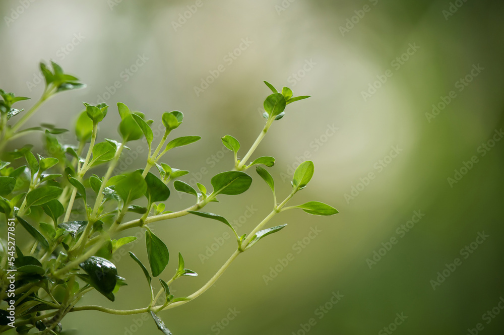 Thyme branch green leaves on nature background. Thyme branch green leaves on nature background.