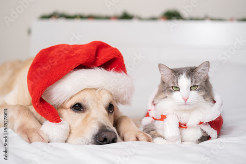 Adorable dog and cat lying on a white bed wearing a Santa Claus Christmas hat. A pet Christmas together. © deine_liebe