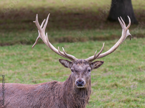 Red Deer Stag © Stephan Morris 