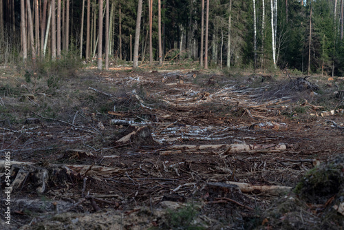 Deforestation, forest clearing,tree stumps and felled forest. Deforested area in a forest with cutted trees © Neils