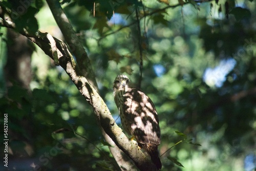 Brown Tail Hawk photo