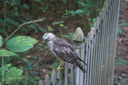 Brown Tail Hawk photo