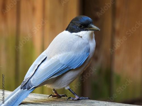 An azure-winged magpie standing on a rail photo