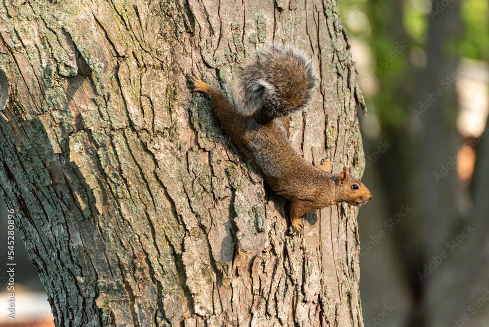 Obraz premium Grey Squirrel On A Tree Trunk In September