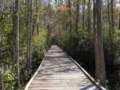 Wooden boardwalk through the trees in the Okefenokee Swamp