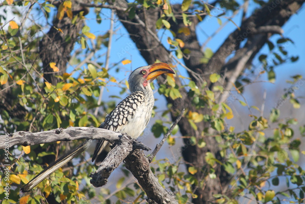 yellow billed hornbill yellow billed hornbill
