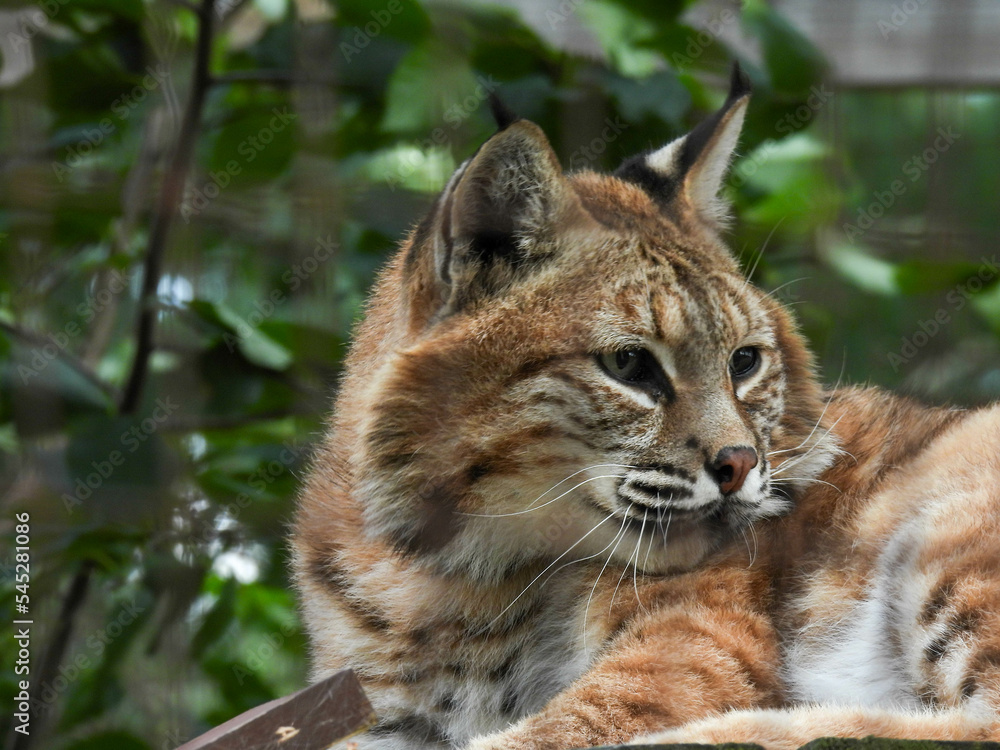 Captive bobcat in Hayward, Wisconsin Captive bobcat in Hayward, Wisconsin