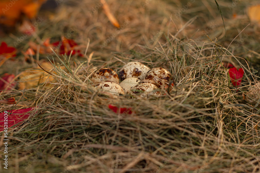 quail eggs in the nest against the background of hay and dry leaves quail eggs in the nest against the background of hay and dry leaves