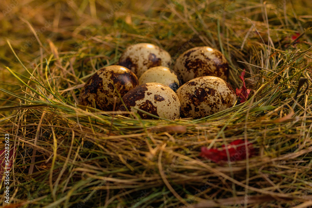 quail eggs in the nest against the background of hay and dry leaves quail eggs in the nest against the background of hay and dry leaves
