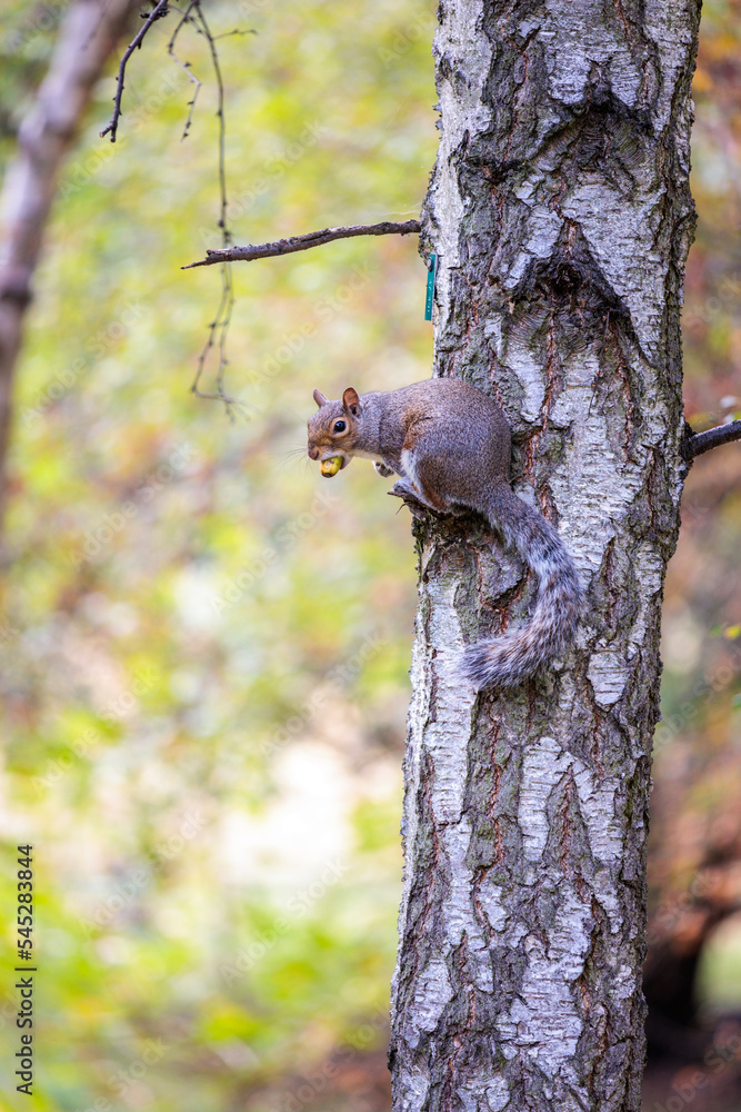 Obraz premium squirrel on a tree, summer