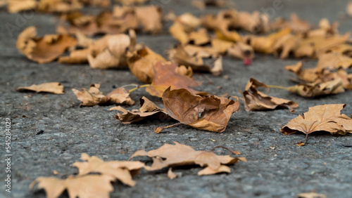 Autumn leaves background. Plane tree leaves on the street. Romantic and serene feelings background. Blurry photography. Noise included. Blurry photo
