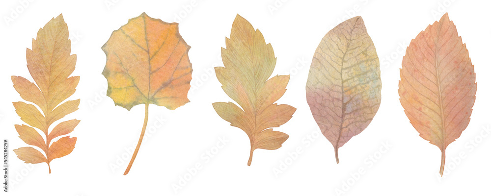 Fototapeta premium Set of autumn watercolor leaves isolated on white background