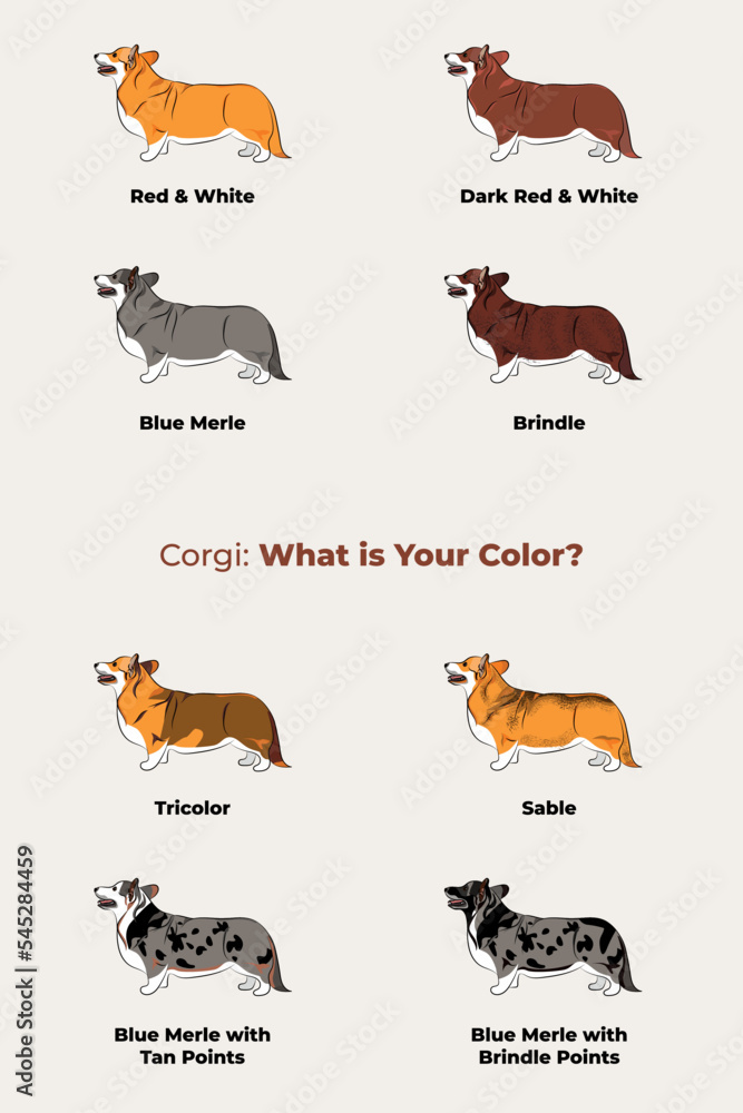 Welsh Corgi colors. Cute dog characters in various poses, design for print, adorable and cute cartoon vector set, orange, blue, merle.All popular colors. Dog Drawing collection set. Standing, profile.