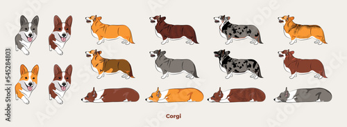 Welsh Corgi colors. Cute dog characters in various poses, design for print, adorable and cute cartoon vector set, in different poses. All popular colors. Dog Drawing collection set. Standing, laying.