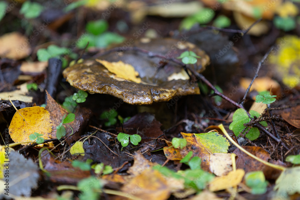 A mushroom with a shiny cap stands in the forest and in the grass with birch leaves on the cap. A mushroom with a shiny cap stands in the forest and in the grass with birch leaves on the cap.