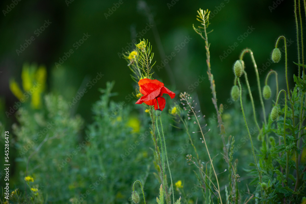 Fototapeta premium flower of red poppy in green grass