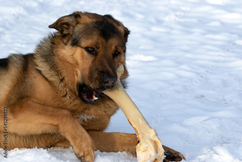 A happy dog gnawing a fresh beef bone. The best safe bones for dogs are unprocessed cattle bones. The dog is crossbreed of Tibetan mastiff and German shepherd dog.