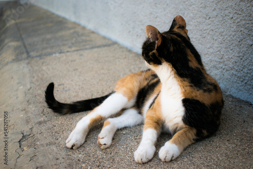 calico cat in the street