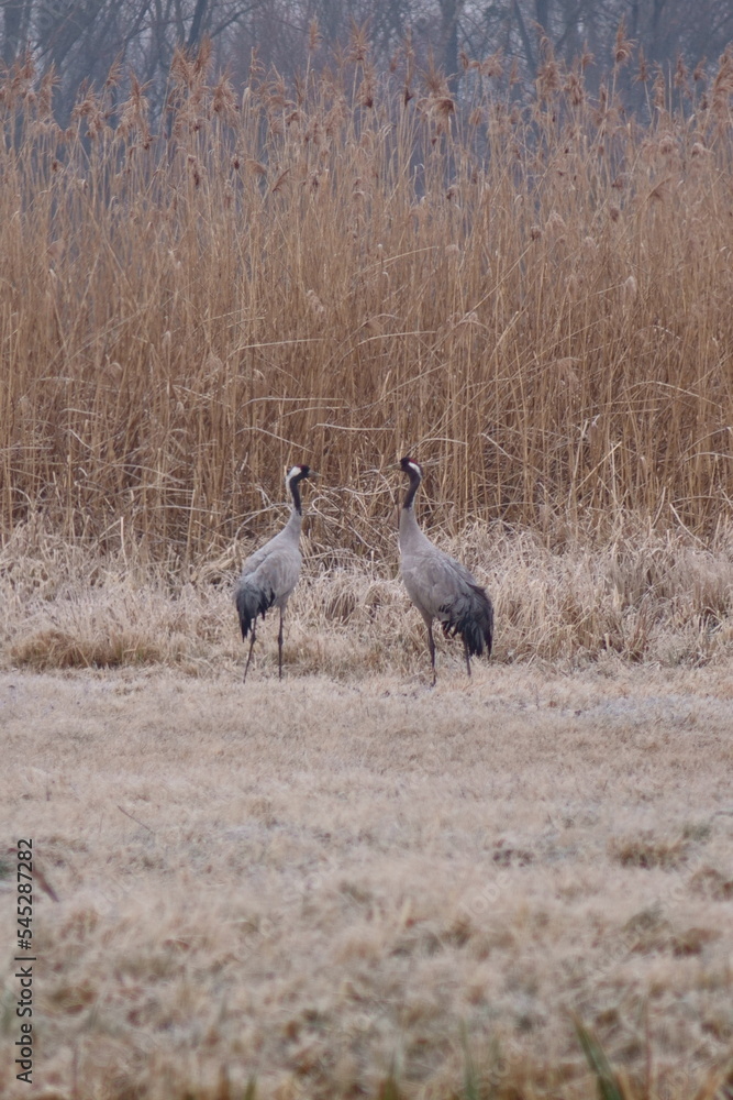 Cranes during the mating season
