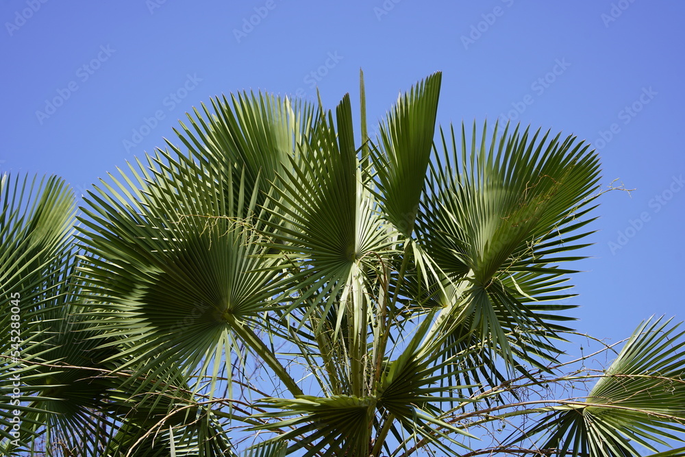 Copernicia prunifera or the carnaúba palm or carnaubeira palm is a species of palm tree native to northeastern Brazil (mainly the states of Ceará, Piauí, Maranhão, Rio Grande do Norte and Bahia).
