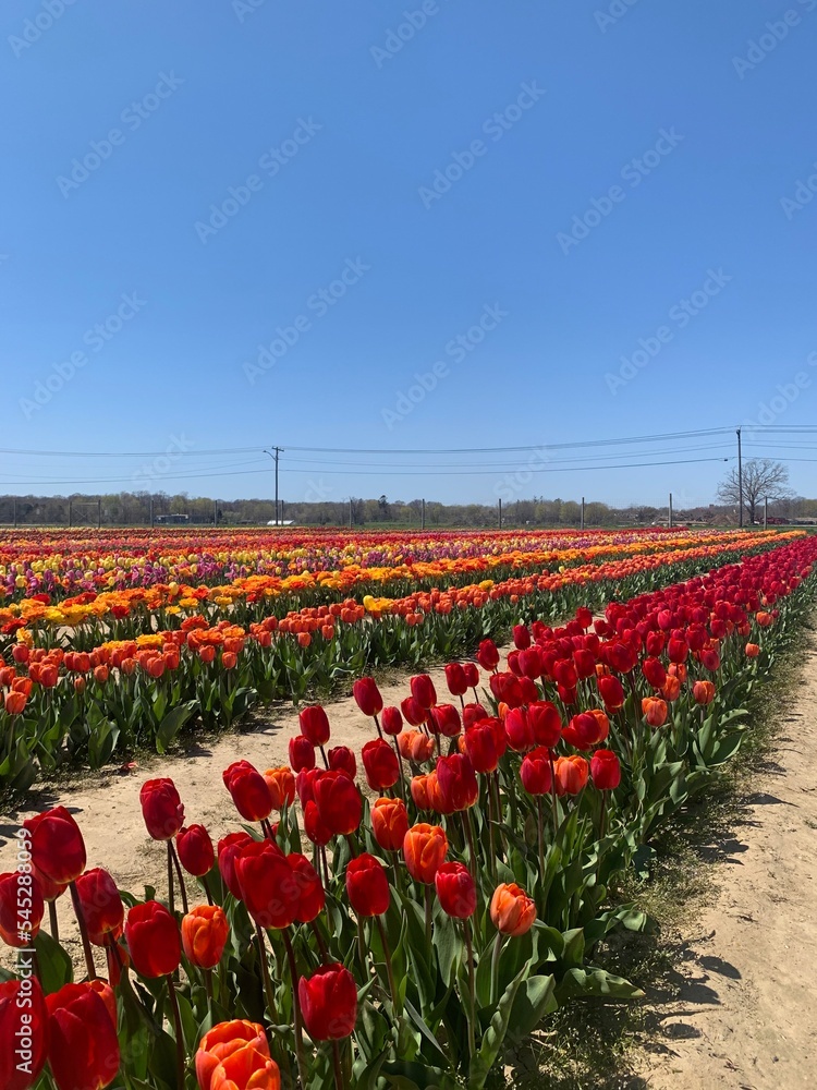 tulip field