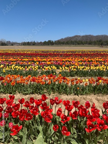 Wallpaper Mural tulip field Torontodigital.ca