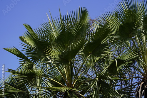 Copernicia prunifera or the carna  ba palm or carnaubeira palm is a species of palm tree native to northeastern Brazil  mainly the states of Cear    Piau    Maranh  o  Rio Grande do Norte and Bahia .