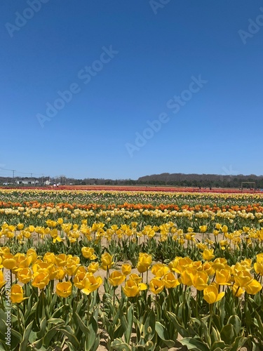 Wallpaper Mural tulip field Torontodigital.ca