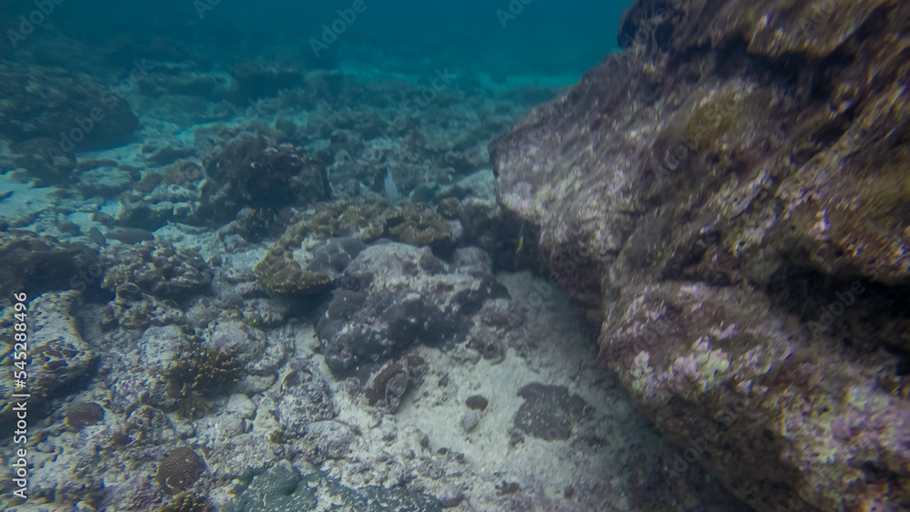 Panoramic scene under water and blue background Panoramic scene under water and blue background