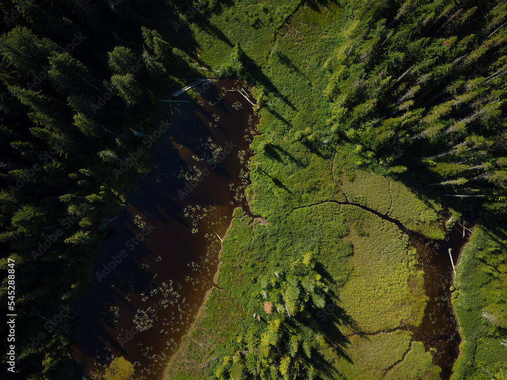 Shooting from a drone. The tops of a coniferous forest, a large green meadow, illuminated by the sun. Abstraction. Forestry, map, topography, nature, climate change, ecology.