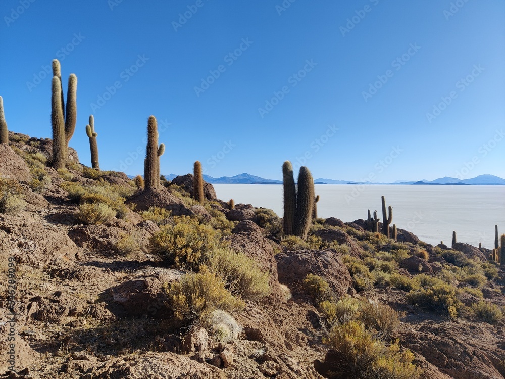 Salt plains and cactus on Isla Incahuasi (Pescadores), Salar de Uyuni, Bolivia. Salt plains and cactus on Isla Incahuasi (Pescadores), Salar de Uyuni, Bolivia.