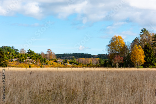 Fall colored trees on the other side of a field. © Trygve