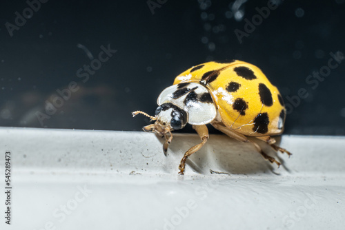 Macro photo of a yellow 22 Spotted Lady Beetle Psyllobora vigintiduopunctata. photo