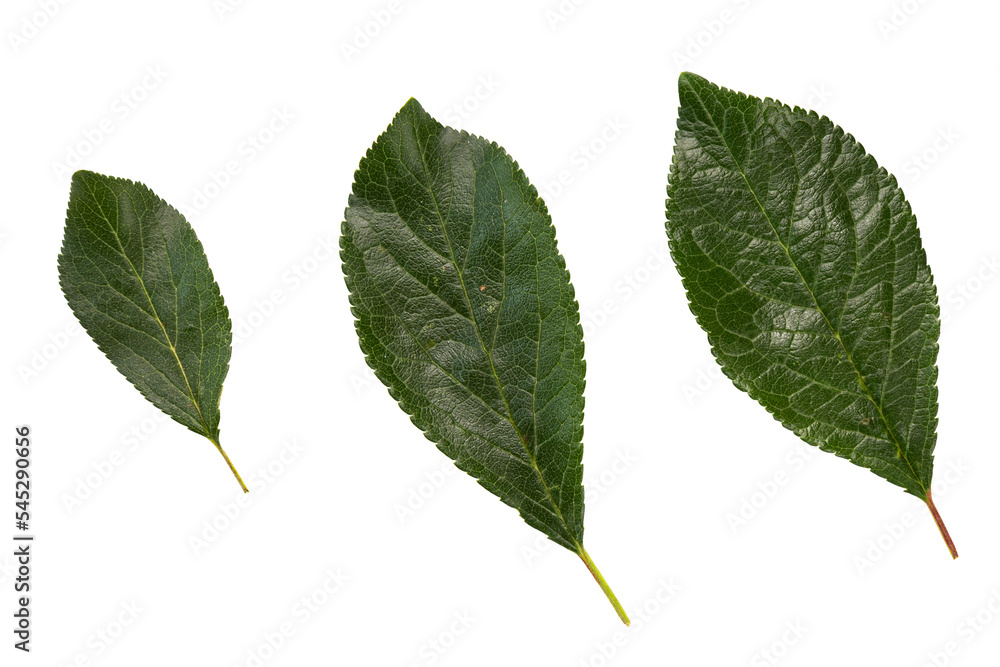 plum or cherry leaves isolated on white, top view, green fruit leaves flat lay, concept of growth from small to large plum or cherry leaves isolated on white, top view, green fruit leaves flat lay, concept of growth from small to large