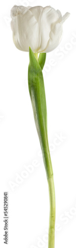 Fresh tulip flower on white background