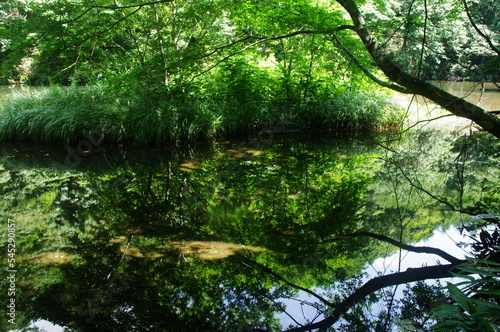 reflection river water nature forest landscape tree stream tree green lake summertime go fly park tree trees plant © kazuhira